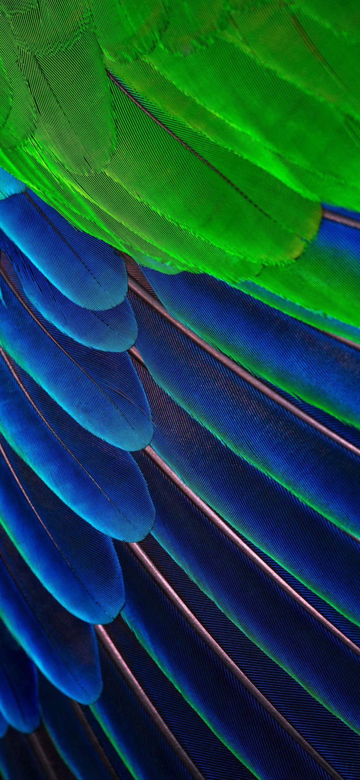 漂亮的羽毛手机壁纸,漂亮的羽毛壁纸手机超清