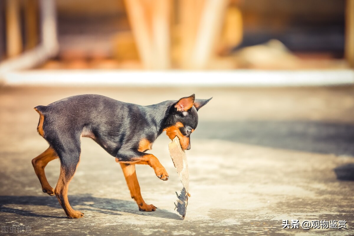 不易掉毛的狗狗有哪些,不容易掉毛的狗狗有哪些