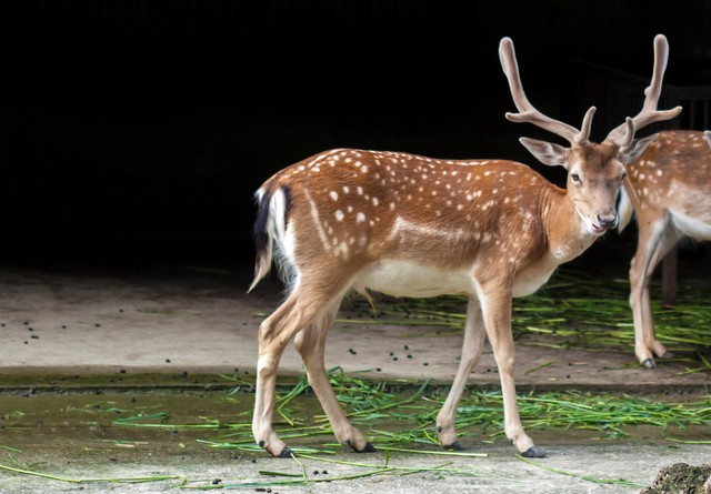 养殖梅花鹿鲜鹿茸一年收入,养殖梅花鹿一头要多少成本