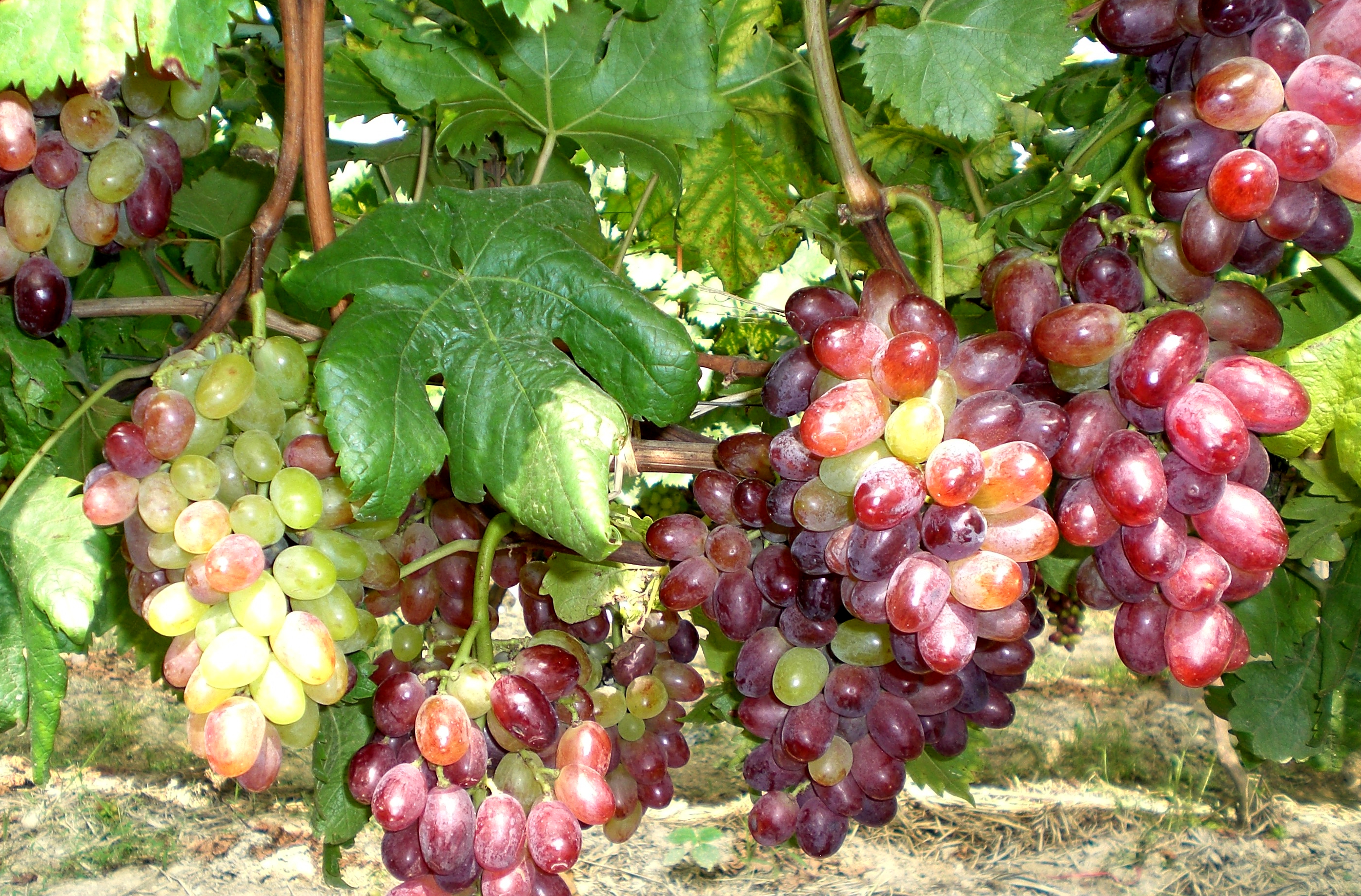 什么提子最甜,提子哪里最甜