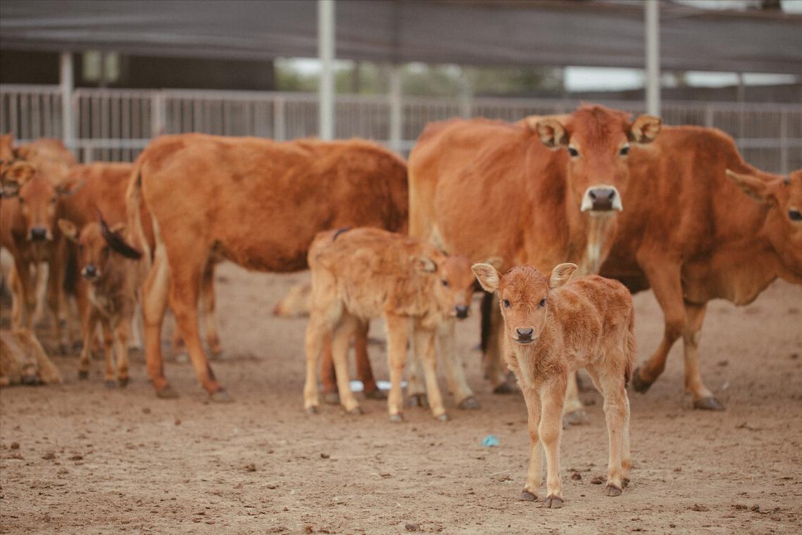 新生牛犊腿弯曲怎么治疗,新出生牛犊腿弯怎么矫正