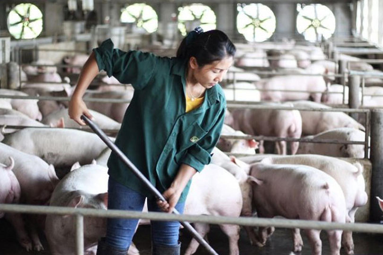 2022年猪价什么时候能反弹,生猪连跌6周猪周期拐点到了吗