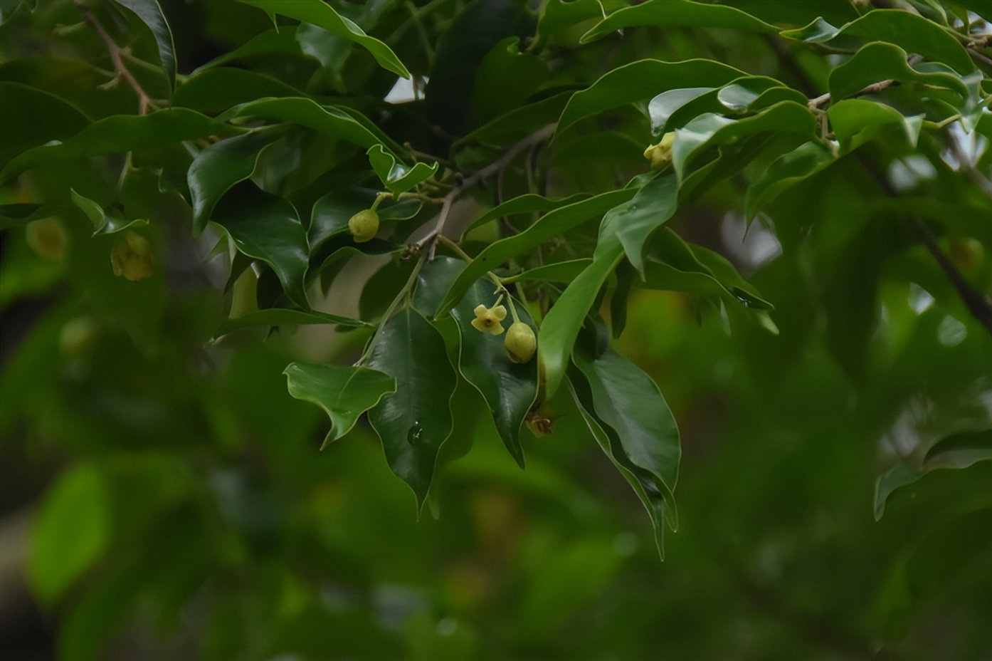 家底大揭秘！深圳究竟有多少“神奇生物”？