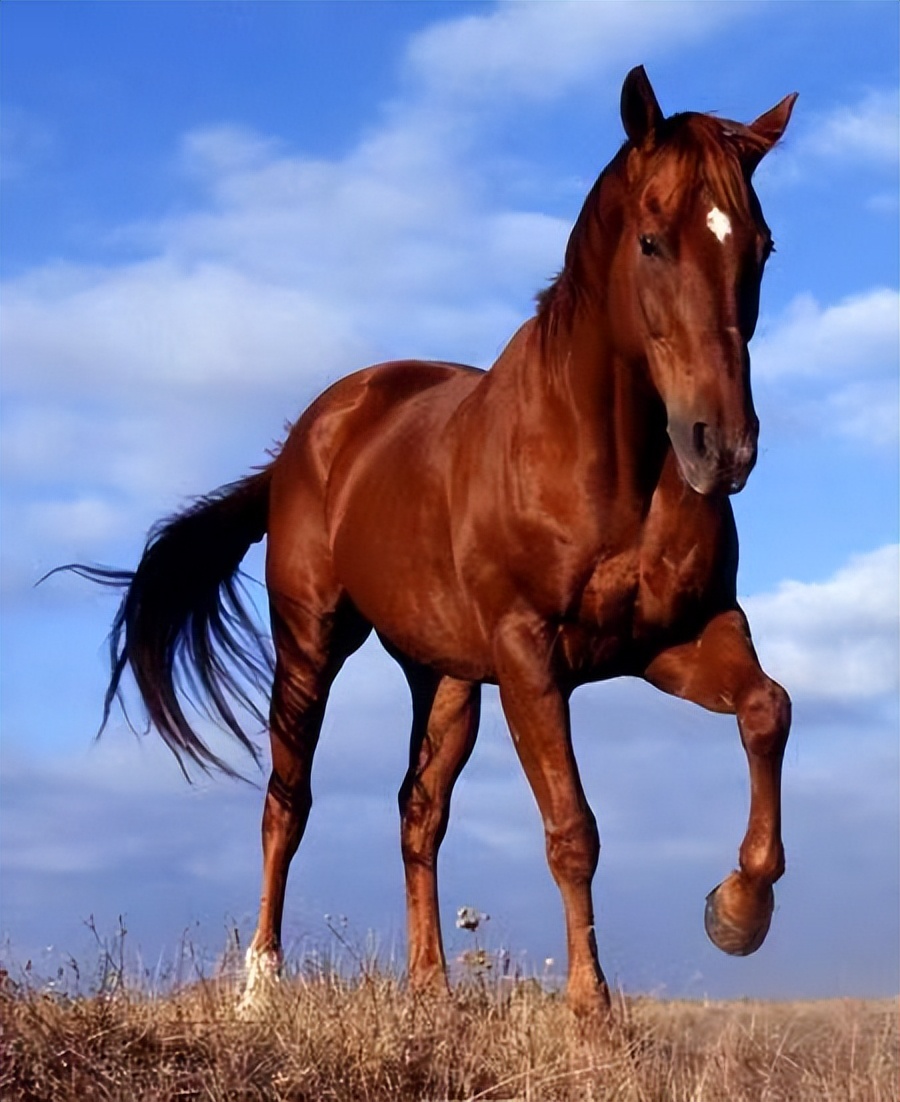 读一词忆一事杂议“牝马之贞”