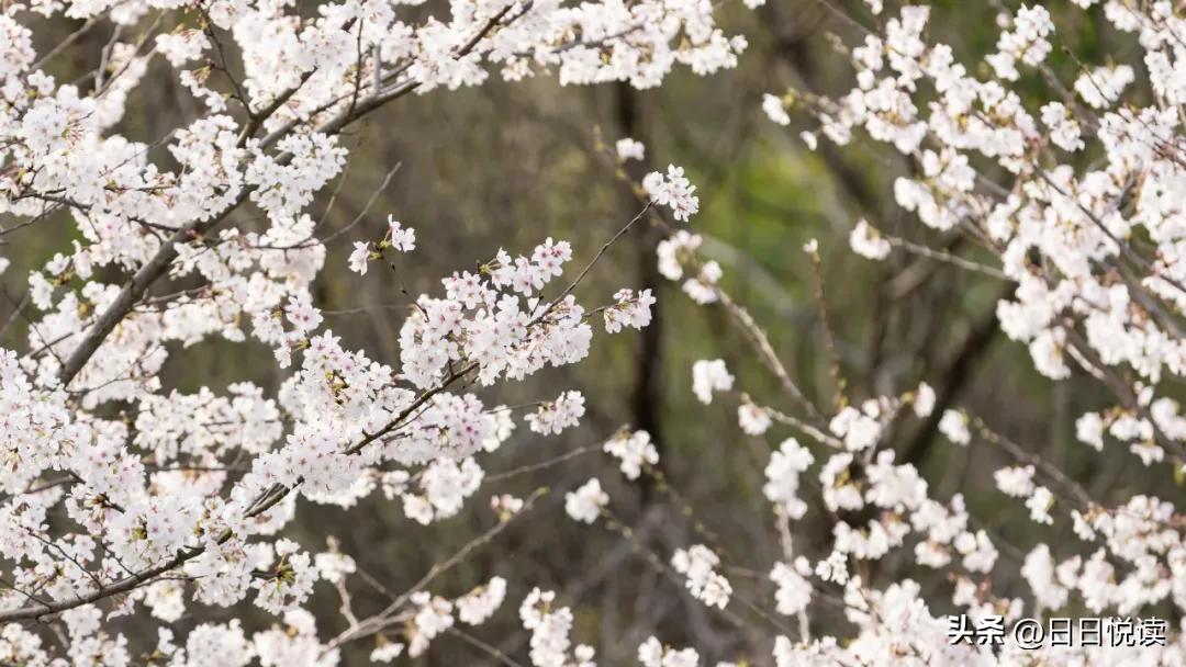 湖北荆州：石首“繁花”上大分↑即将刷爆朋友圈！