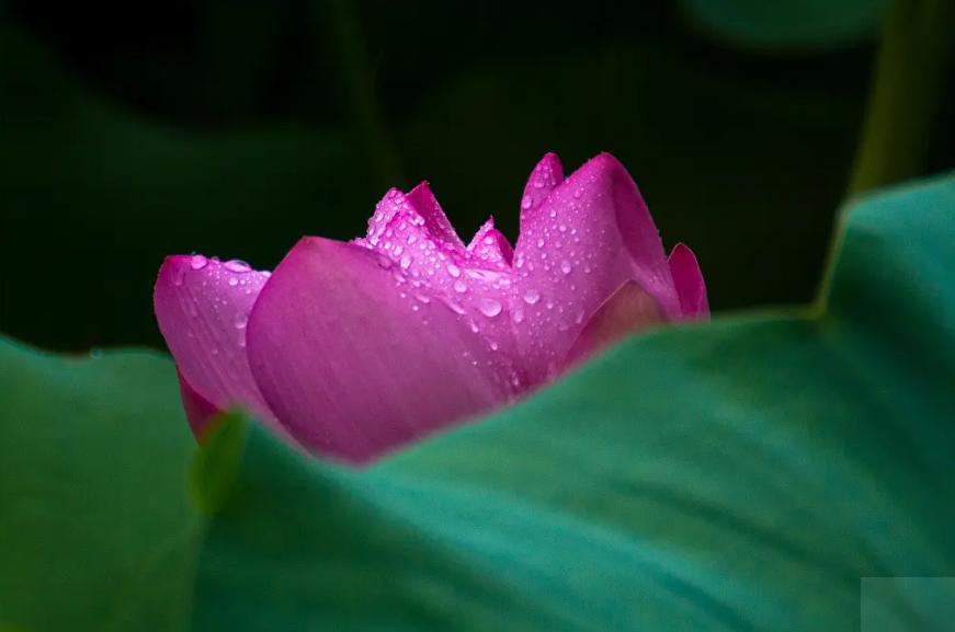 周嗣远|接天碧叶莹如玉，夕照芙蓉万朵花（原创荷之歌25首）