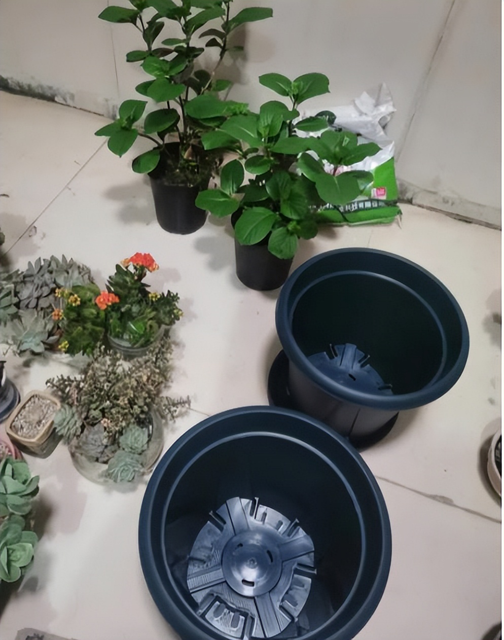 养花时花盆底下的小洞可以堵上吗,花盆下面垫个塑料盆会烂根吗