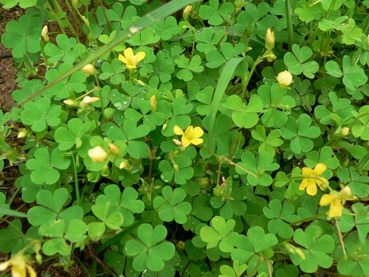 好看易种易活的花推荐,容易爆花的庭院花卉