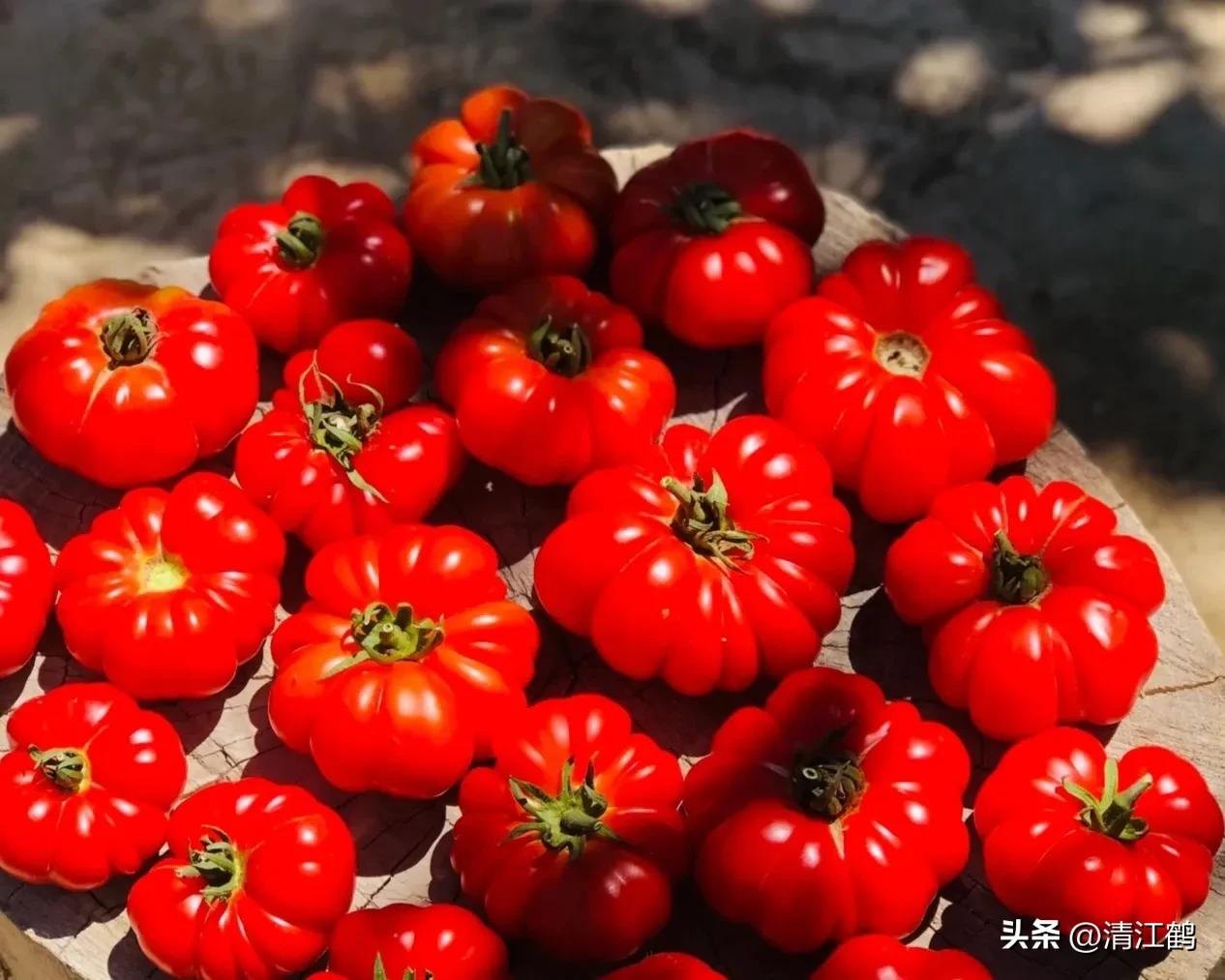 番茄转色不良用什么肥,番茄转色的六种表现