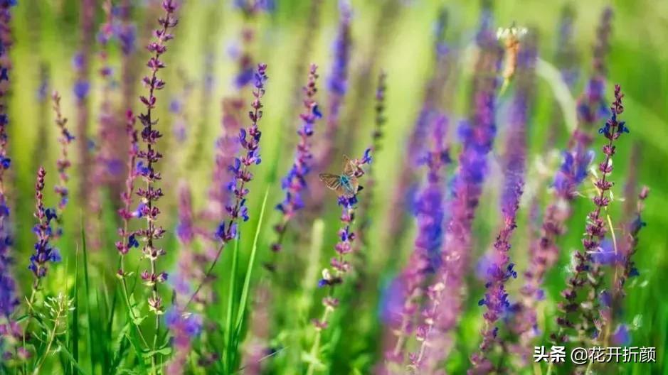 极美的十首春天诗词,十首诗词最懂春天的美