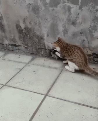 中华田园猫怎么养,中华田园猫为什么不建议养