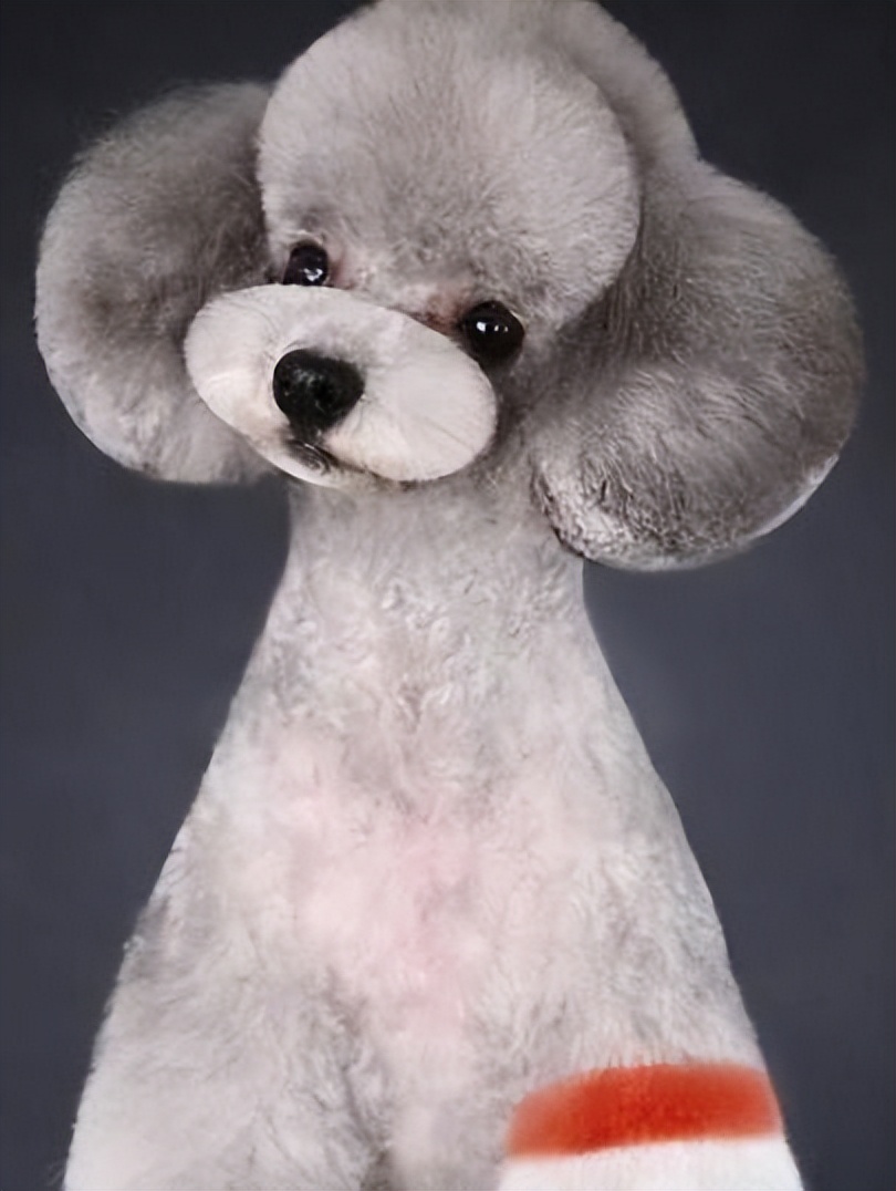 宠物行业人才招聘,派多格宠物店宠物