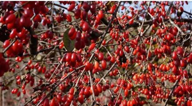 男子发现妻子床上有大量血迹,女子发现床上有血迹