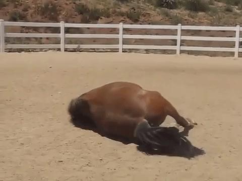 为何马只要断了一条腿，就很难活下来？人类可不可以给马装假肢？