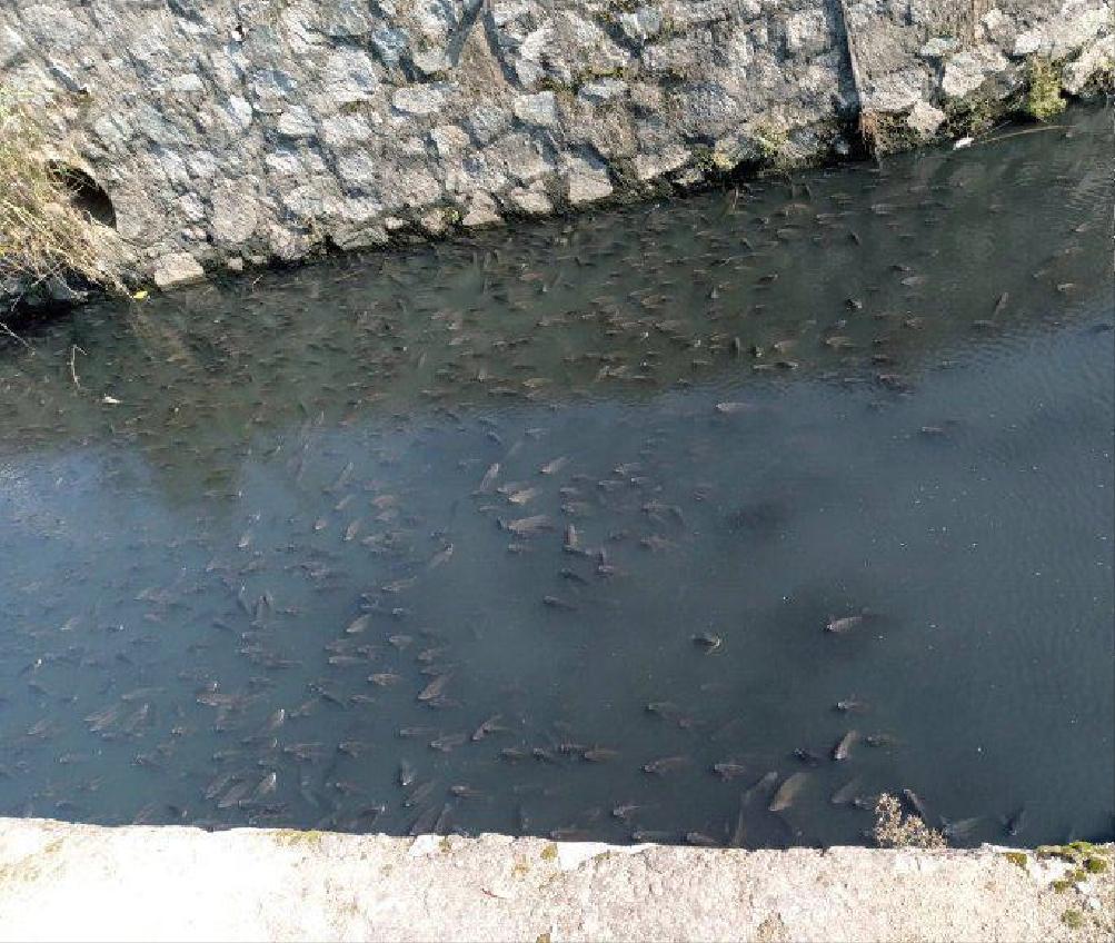 臭水沟中的罗非鱼为啥不能吃,臭水沟里的罗非鱼可以养可以吃吗