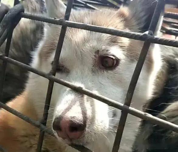 好狗绝不死在家中预示什么,哪几种狗最容易死亡