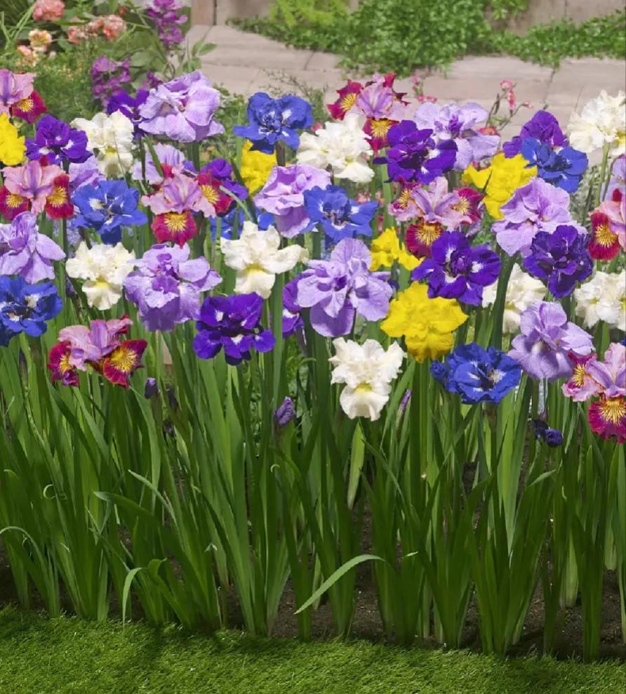 网购花卉养护骗局揭秘,花卉骗局揭秘大全图解