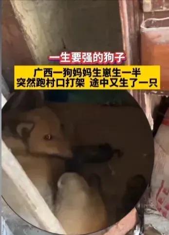 狗妈妈带小狗打架,狗妈妈打狗宝宝