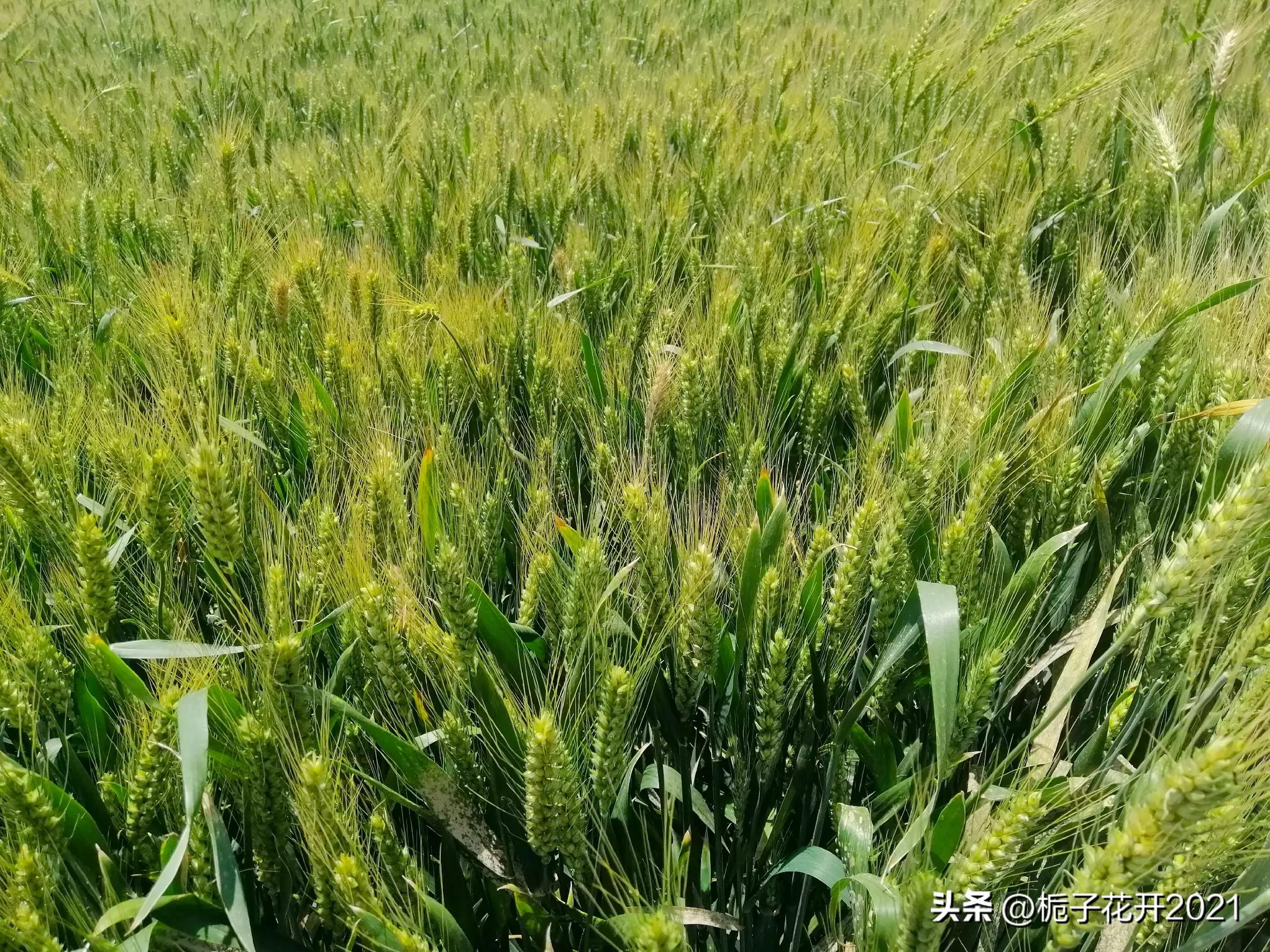 赞美春天和冬天,与春天挥手与夏天拥抱