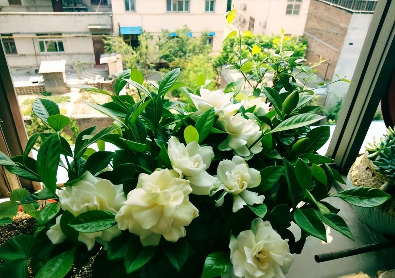 逛花市如何买好看又好养的花,花市上最好买的花有哪些