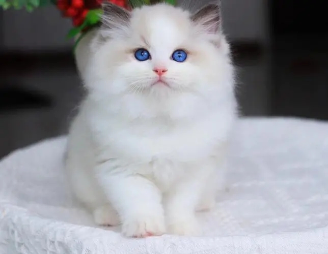 怎么来养好布偶猫,如何养好布偶猫