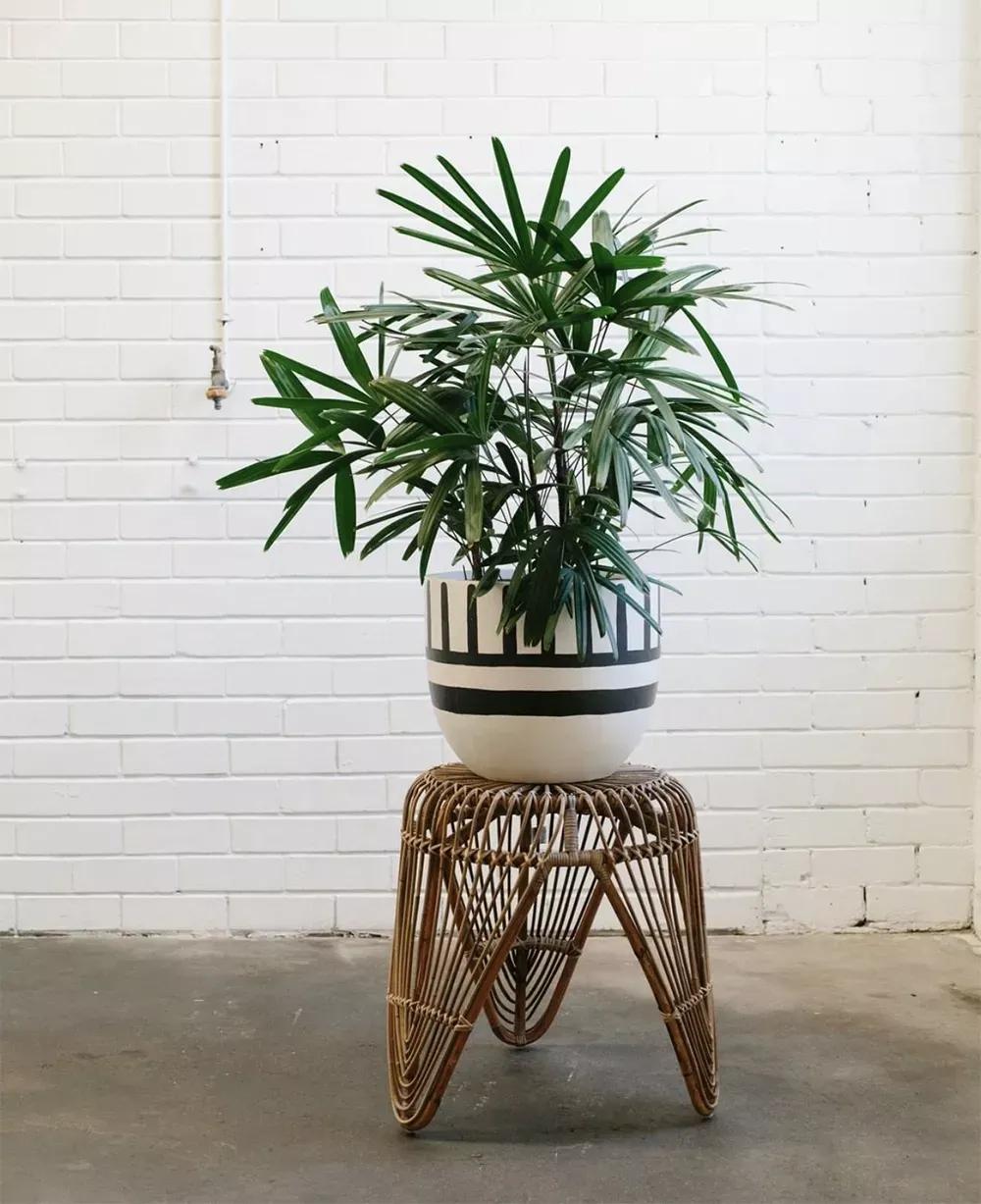 客厅实用盆栽植物有哪些,客厅一般放什么植物盆栽比较好