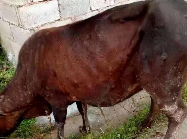 牛结节病是什么引起的怎么预防,牛结节病的防治