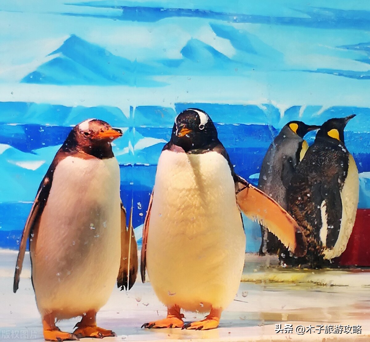 大连老虎滩海洋公园五馆旅游攻略,大连老虎滩海洋公园旅游攻略