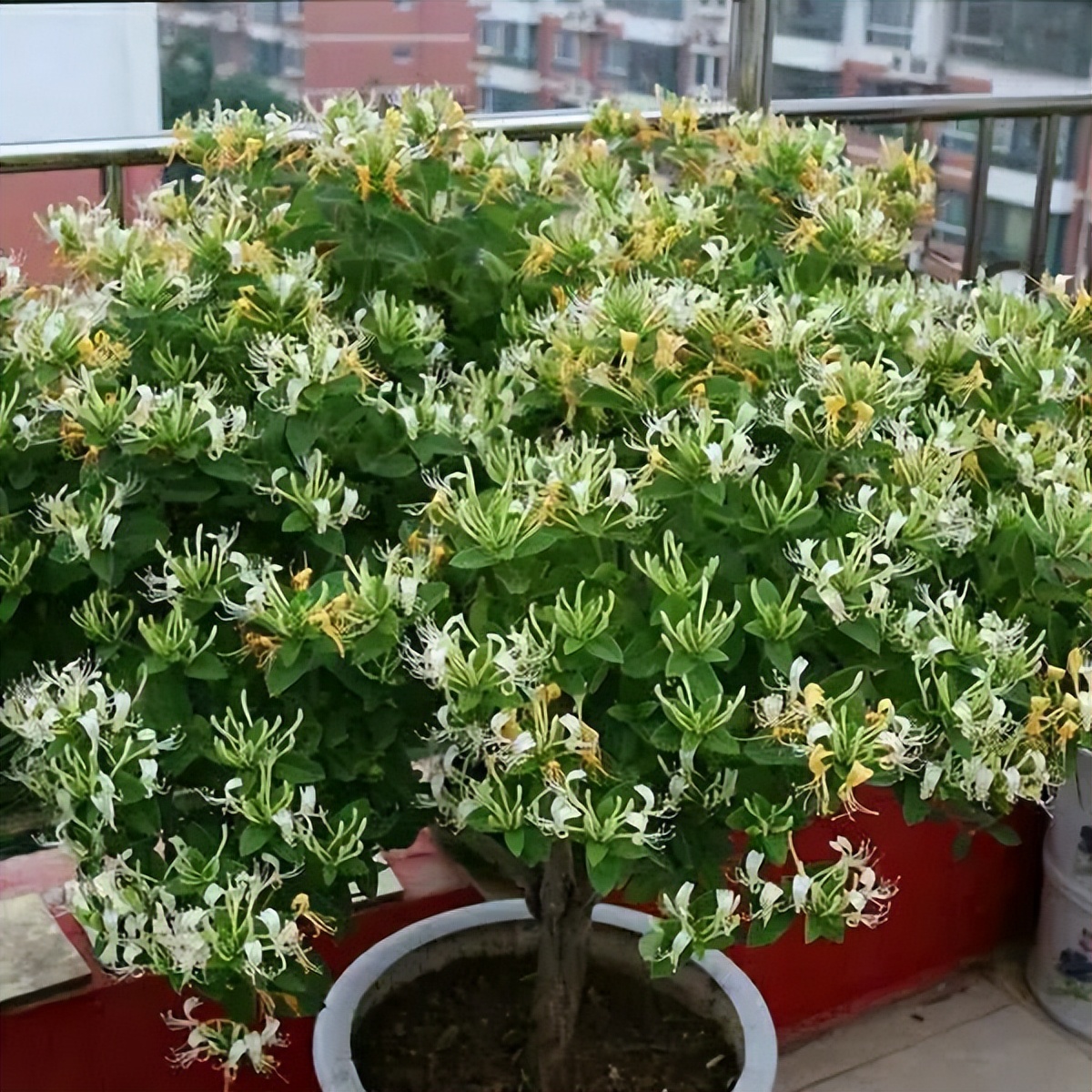 家里好养的绿植最新最流行的,家里好养的绿植推荐