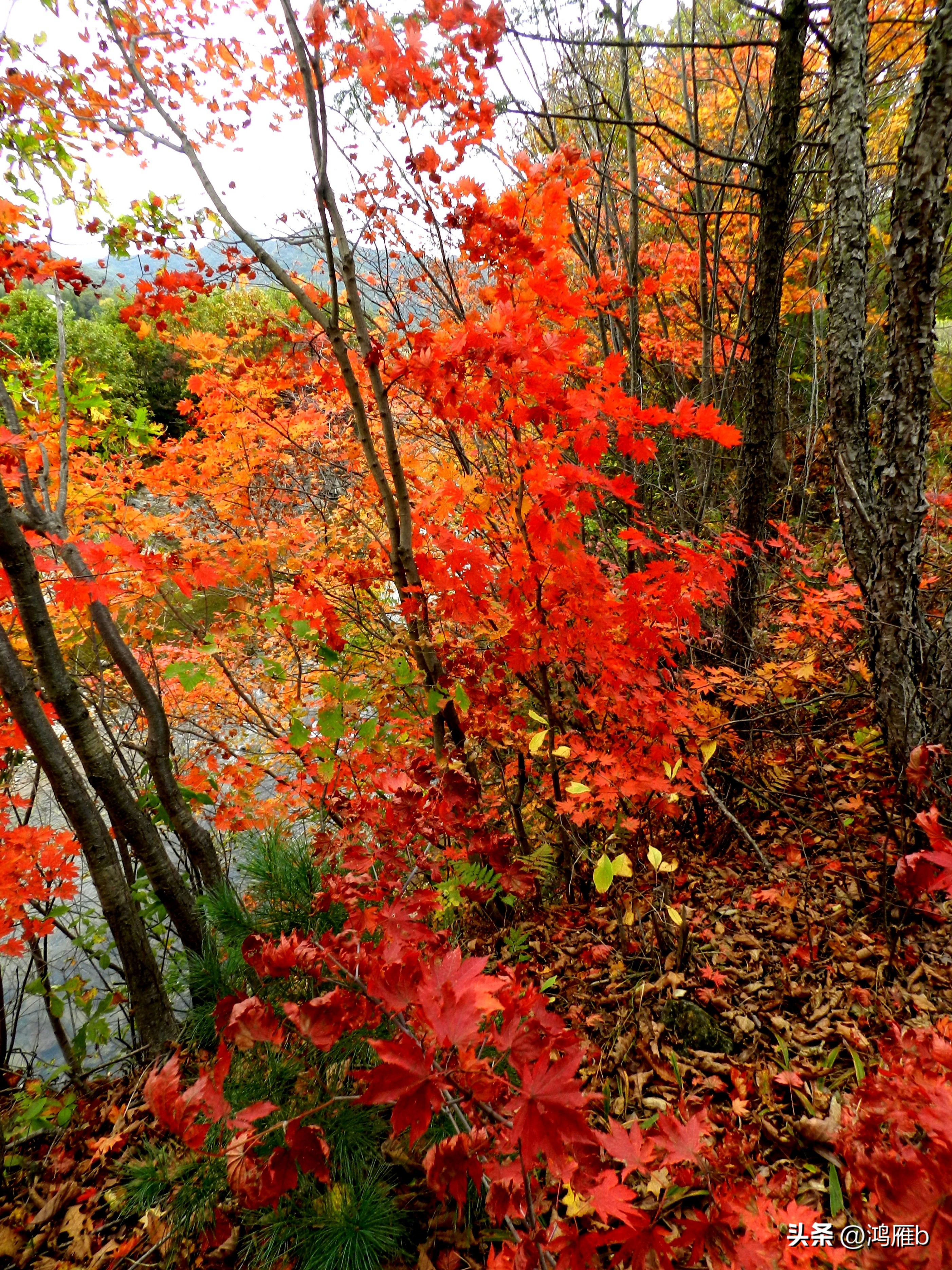 本溪温泉汤沟门票价格,本溪花溪沐枫雪温泉小镇