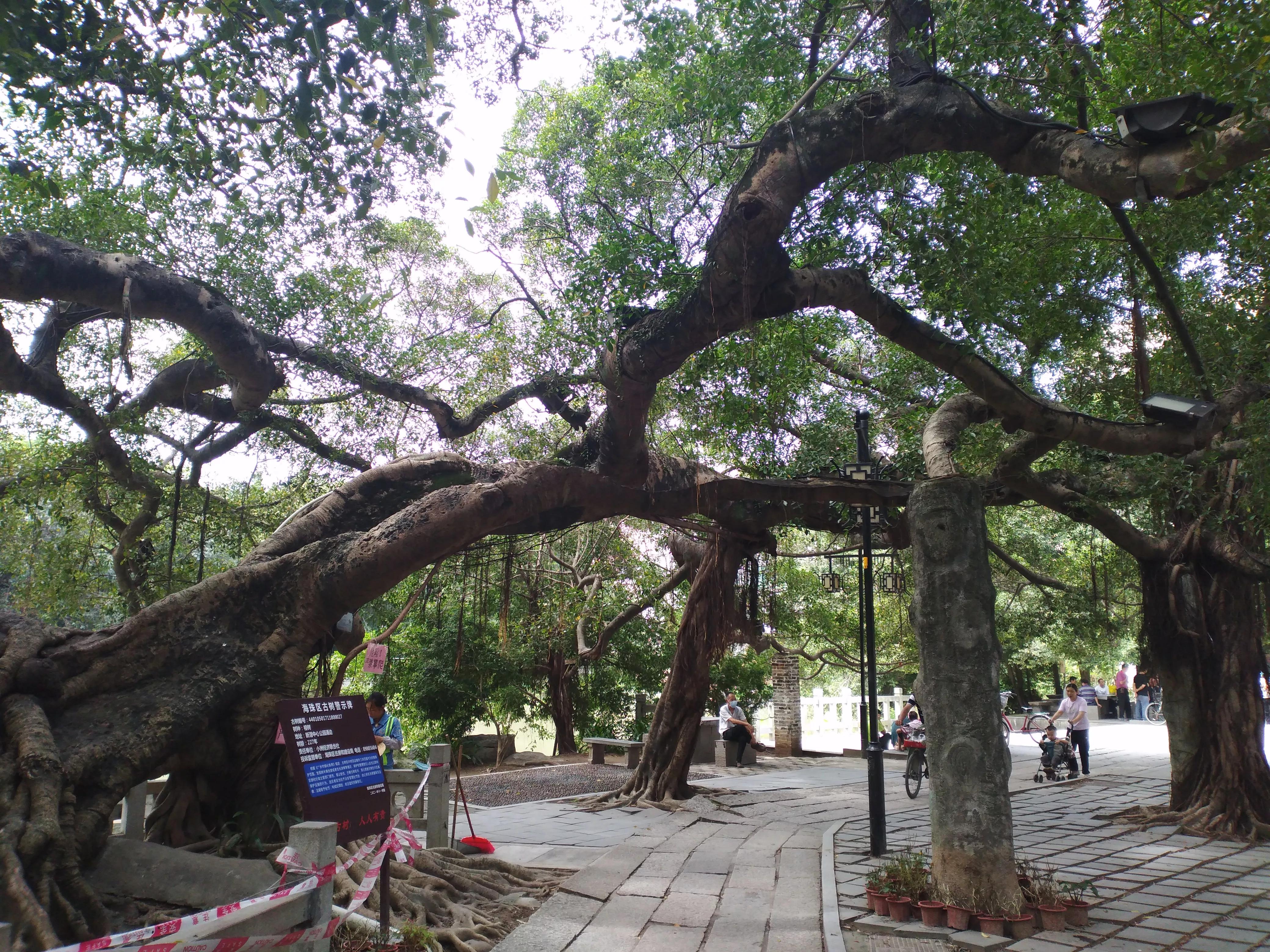 小洲、官洲、黄埔、仑头傻傻分不清。这是病，得治