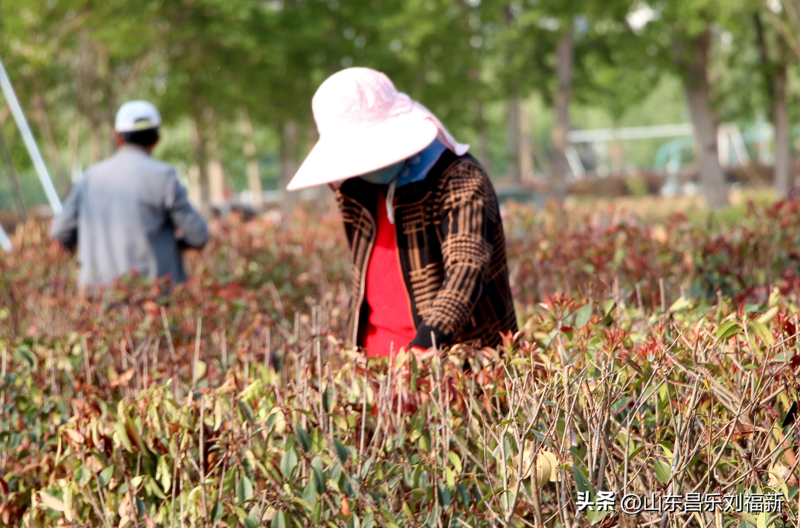 洋槐花·万马奔腾电器·鄌郚医院贴膏药