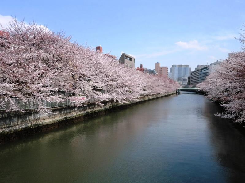 春季限定樱花口味好不好,为什么日本樱花颜色那么多