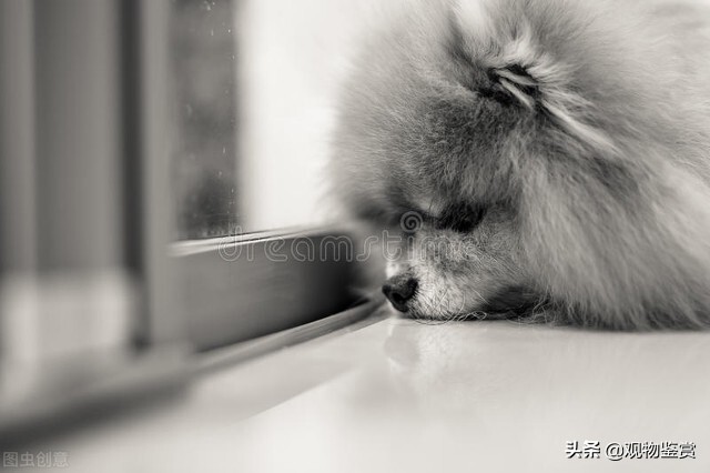 小狗伤心了怎么哄,小狗怎么跑进窝里表达小狗很兴奋