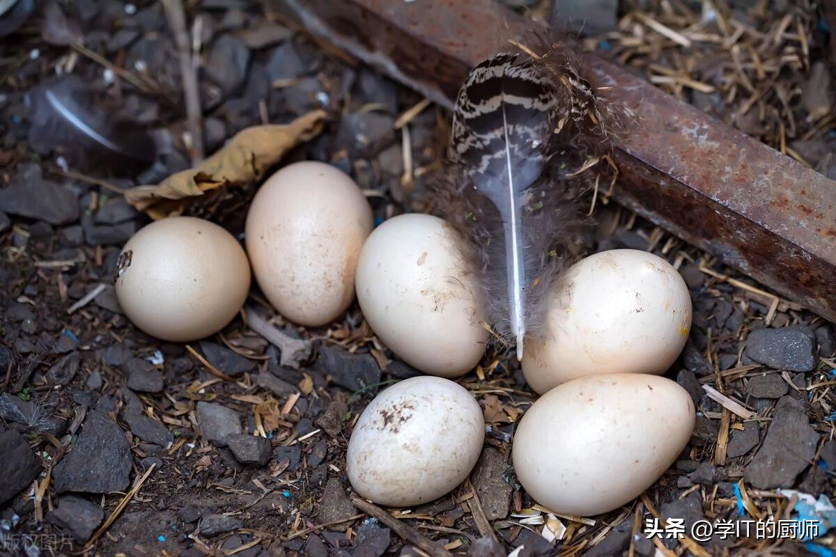 孔雀养殖创业推荐,孔雀养殖致富案例