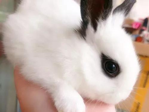 适合养在家里的小宠物兔子,可爱的小兔子宠物怎么养