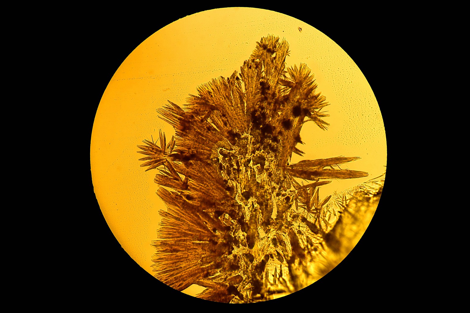 显微镜下结晶图片,显微镜下针状结晶图