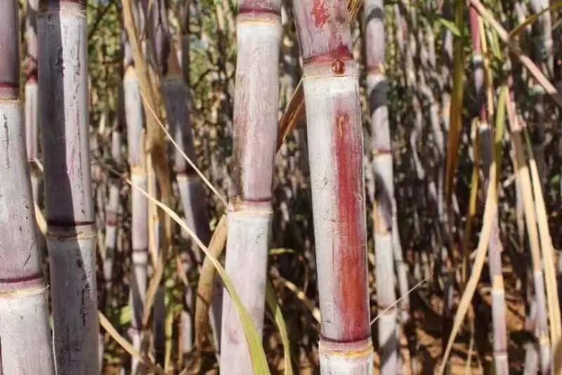 乐享好礼零食大礼包,乐享云南好礼剑川黑陶