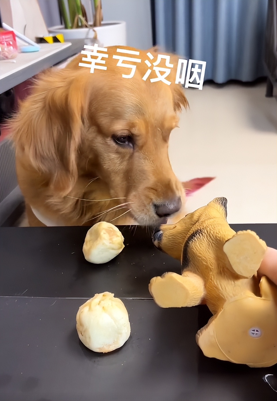 驴得水小朋友是智障猫吗,全网公认的智障猫怕水