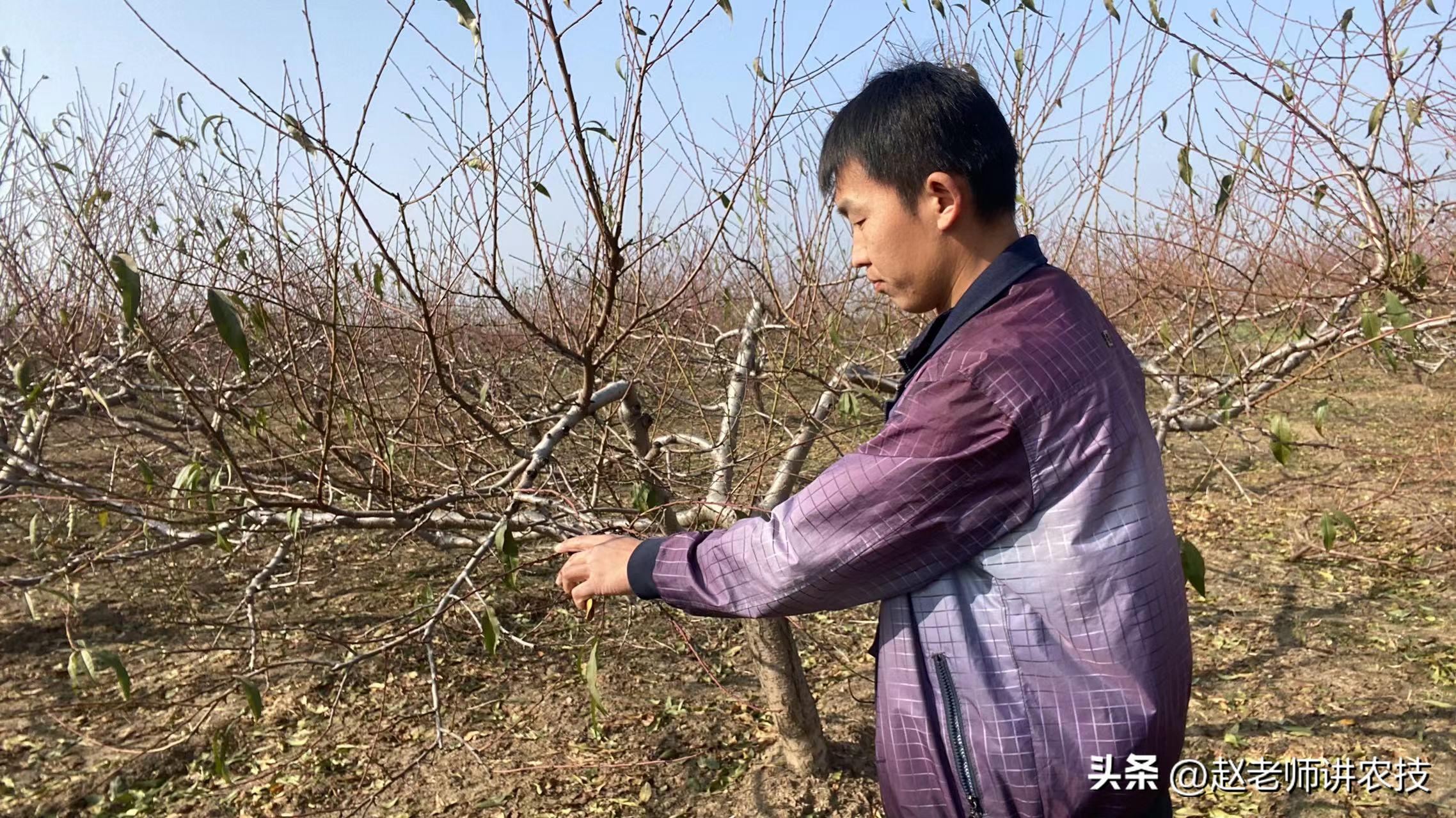 桃树修剪什么时候不留桩,桃树修剪不留桩能出来新芽吗