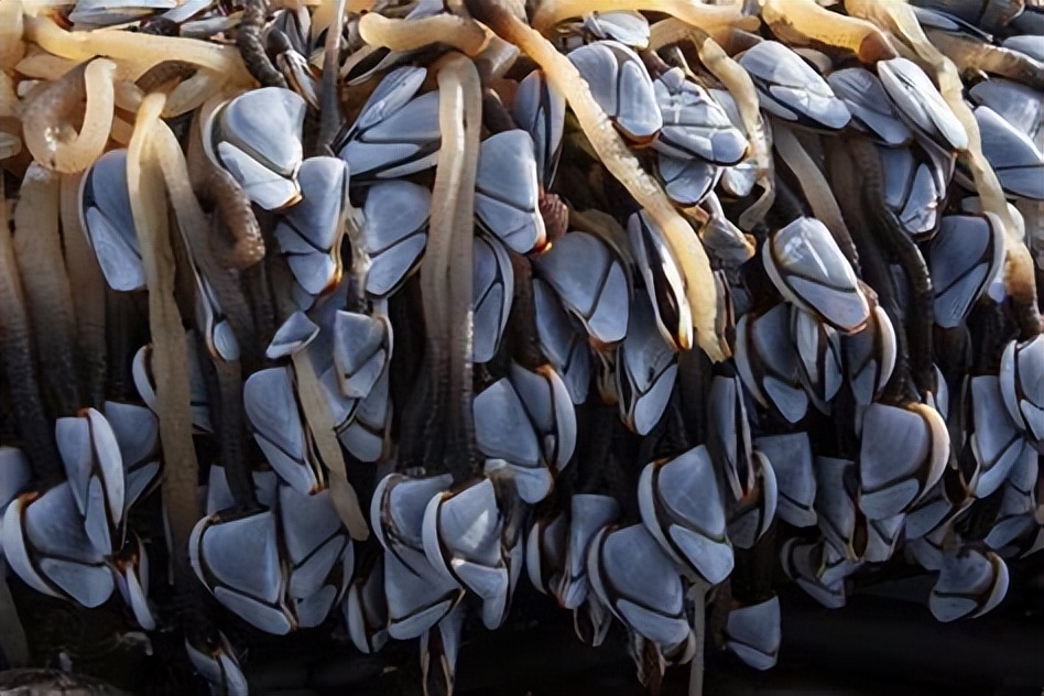 每次航线结束能刮下十多吨海鲜，都到海鲜市场了？这种海鲜吃不得