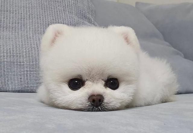 狗狗拆蛋了还会找家吗,狗狗的窝被拆狗狗什么反应