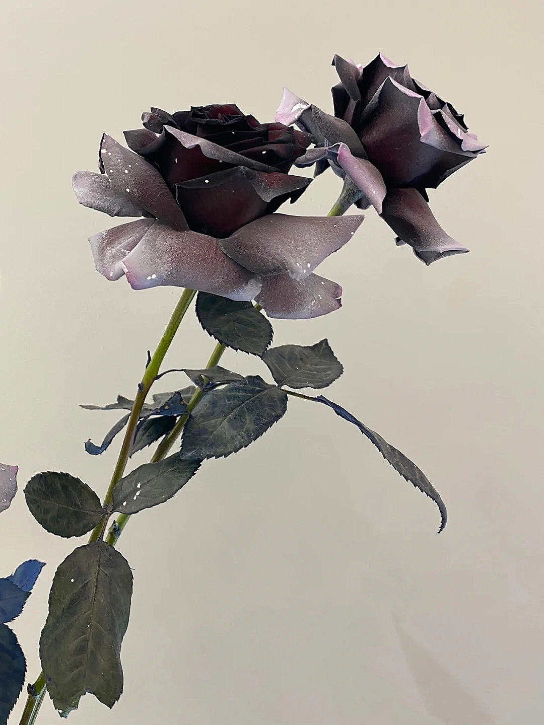 花艺教程花材打理知识,花艺教程常用花材及叶材有哪些