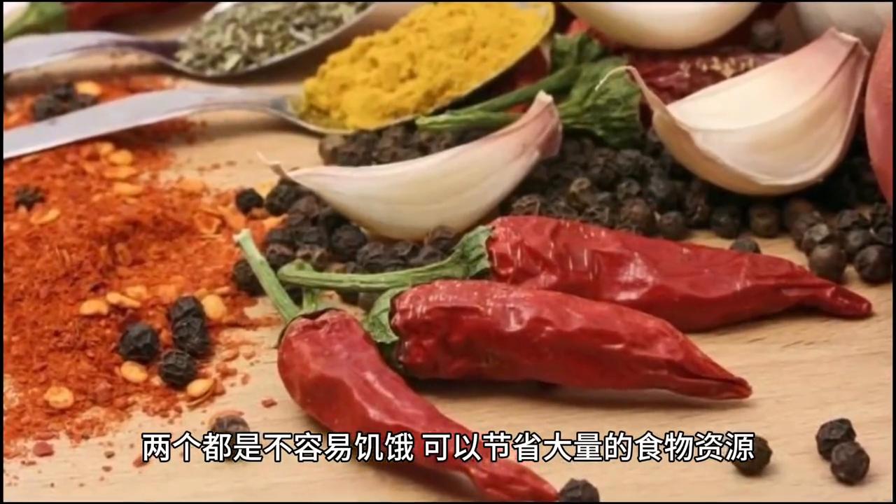 荒岛生存100天小浪,荒岛生存100天