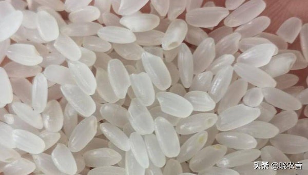 什么是粳米粳米有哪些品种,粳米产地在哪里