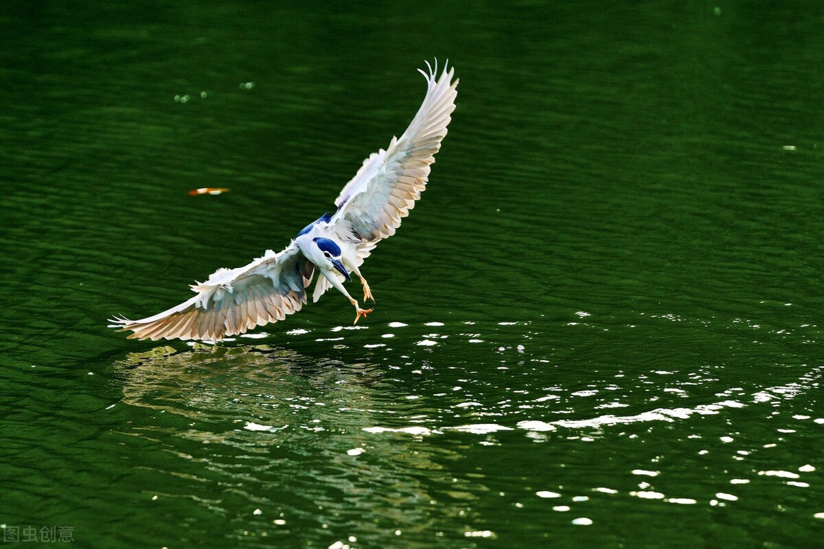 历代咏白鹭的古诗词,咏白鹭古诗意境