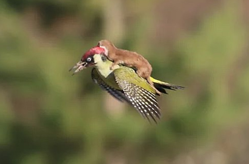 缇庡浗濂充汉閫夌編鍥剧墖,缇庡浗濂充汉鏈嶈姣旇禌