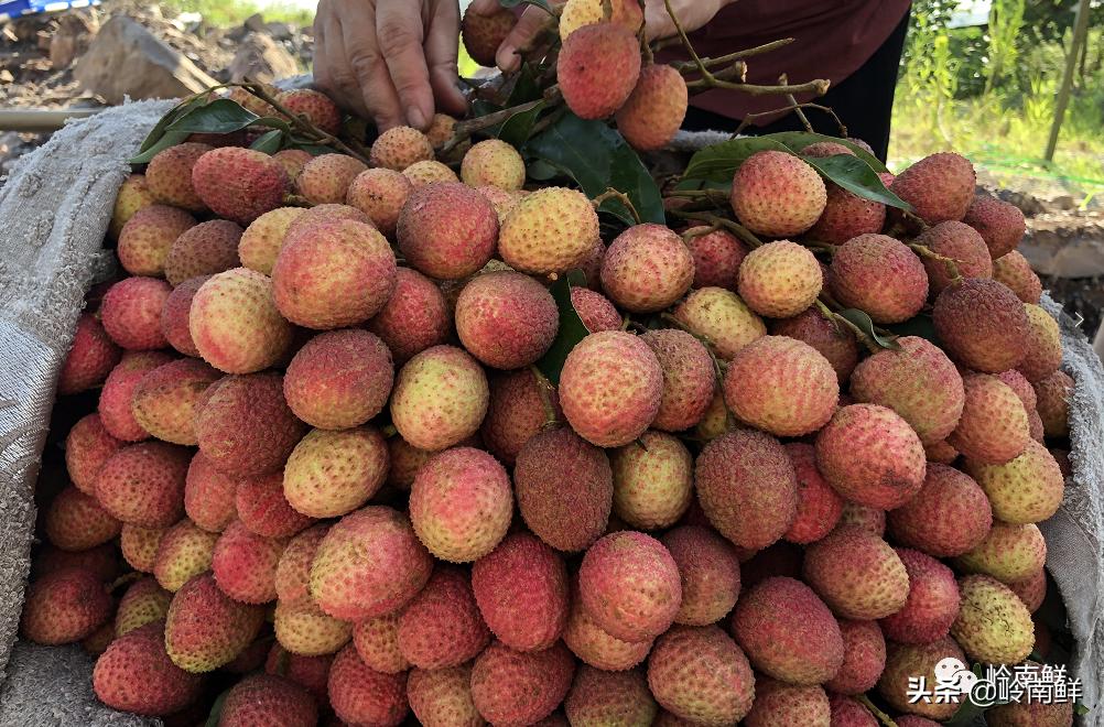 全球最好吃的荔枝在哪里,荔枝哪个品种最好吃