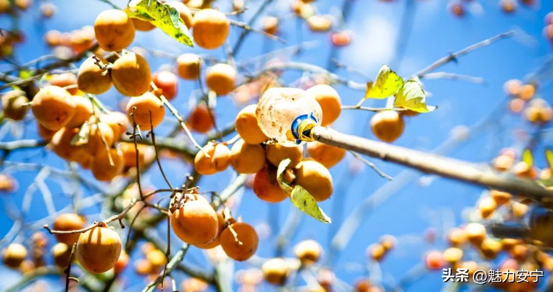 您有一份来自温泉的“柿柿如意”，请注意查收！