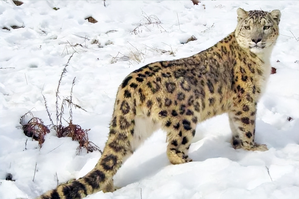 云南农村小伙捡到一只小猫,小伙捡到一只活体小猫